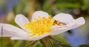Hoverflies, flower flies or syrphid flies, insect family Syrphidae.They disguise themselves as dangerous insects wasps and bees.The adults of many species feed mainly on nectar and pollen flowers.