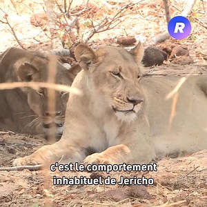 Le chercheur Brent Stapelkamp étudie le comportement des lions et revient sur la m*rt du lion Cecil 🦁 #société | Real Life