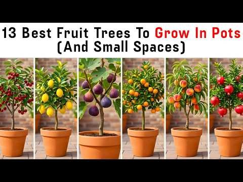 13 Best Fruit Trees to Grow in Pots and Small Spaces