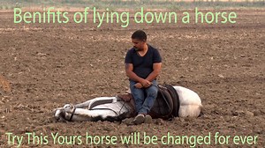 829K views · 18K reactions | Benefits of lying down a horse it will change yours horse totally | Manu sharma photography | Facebook
