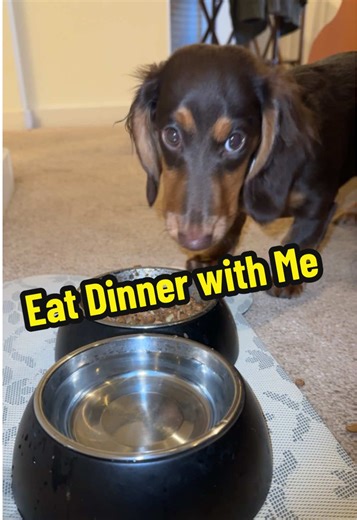 Understanding Dachshund Behavior: Insights and Tips
