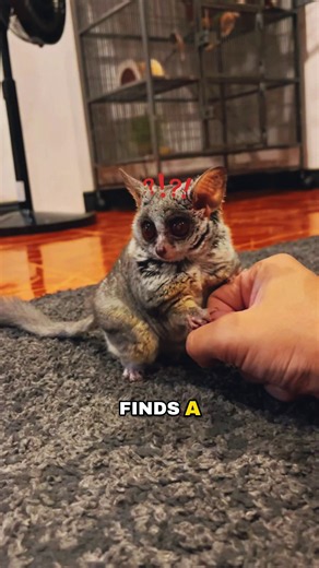 This Bush Baby Is Just Too Adorable 🥹🐒