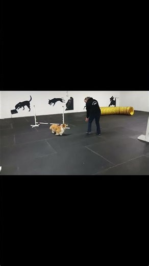 Basil the Corgi #agility #corgi #dogagilitytraining #dogs