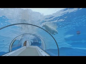 Should Animals Be In Captivity