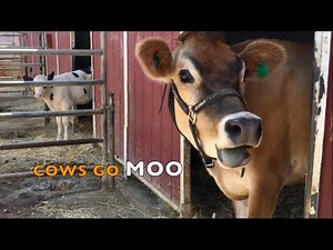 Cows Go Moo Compilation: REAL Cow Sounds for Kids | #trendingvideos