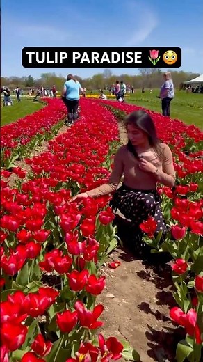 Michigan USA Tulip Fields 🌷😳 | Spring Bloom Magic You Must See #shorts