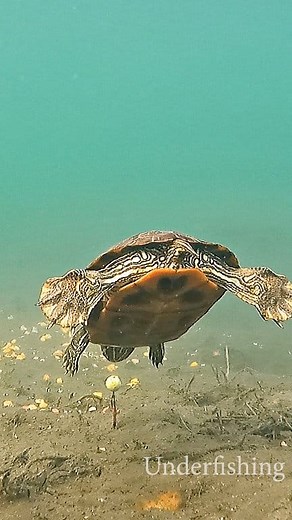 Didn't expected this to happen... #turtle #underwater #fishing | Underfishing
