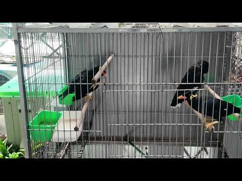 Hill Myna Bird Talking Compilation | Real Voice & Funny ASMR Moments