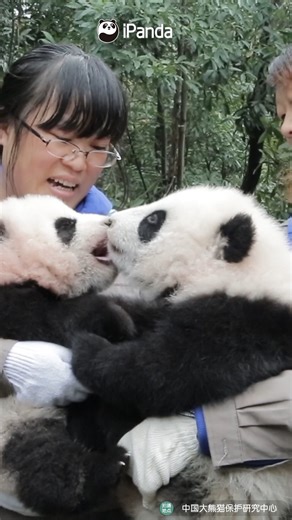 16K reactions · 546 shares | Please be kinder to each other from now on, casue you're going to be best friends! #CCRCGP #PandaLife #HiPanda #PandaMoment #BestJobInTheWorld #panda For more panda information, please check out: https://en.ipanda.com | iPanda | Facebook
