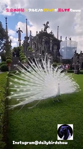 生命の神秘✨アルビノのクジャクが美しすぎたwww #動物 #クジャク #アルビノ #shorts