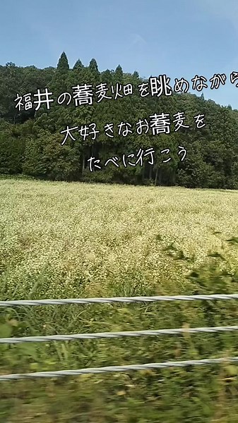 福井の絶品蕎麦と辛味大根の楽しみ方