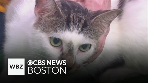 The Cat Connection in Massachusetts looking to find new homes for friendly felines