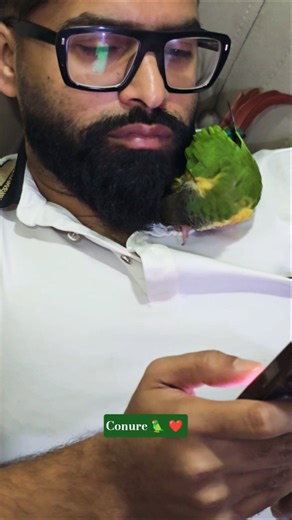 conure 🦜 comfortable place /Green cheek conure #conure #greencheekconure #birds #parrot #cute