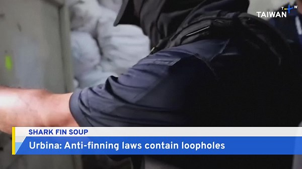 Analysis: The Environmental and Ethical Concerns of the Shark Fin Trade - TaiwanPlus News