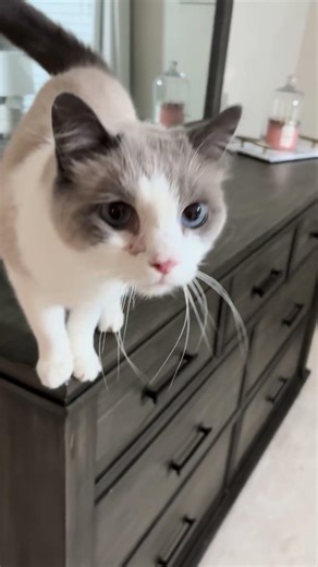 @the.holmes.cat Yapping again 😸 #cat #catlovers 👍