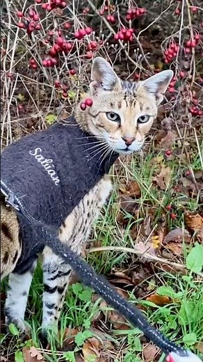 Sabian Exploring the Outdoors