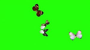 Group of butterflies flying on green screen, environment nature animation element