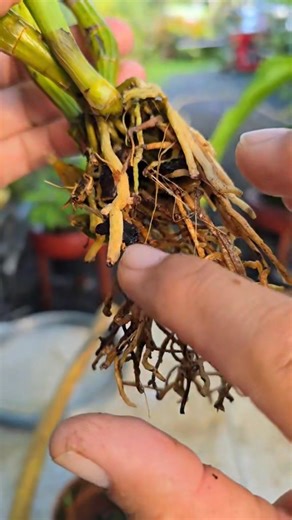 Metodo y tecnicas sugeridas para transferir un Dendrobium a un tarrito. #BOSQUECITODELFAUNO #cultivandoorquideas #tecnicadecultivo #orchids #puertorico #hopeorchids | HOPE ORCHIDS