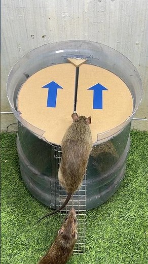 Best home mouse trap/mouse trap tips #mousetrap #mousetrap2020