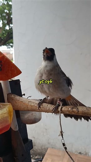 “Loud Bulbul Bird in Cage | Amazing Sound”#short