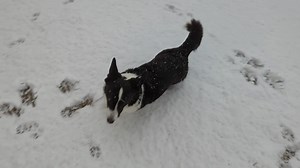 Snow Steve | Steve & Chuck