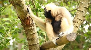 Gibbon sitting on tree in Thailand