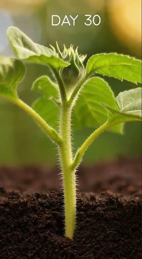 Sunflower Growth Timelapse 🌻