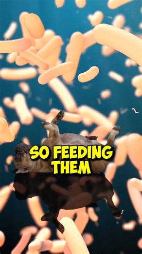 4.9K views · 30 reactions | 3 pet owner tips to prevent ear infections in dogs  #dogears #dogs #doghealth | PetLab Co. | Facebook