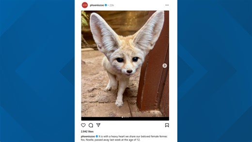 Beloved fennec fox dies, Phoenix Zoo says
