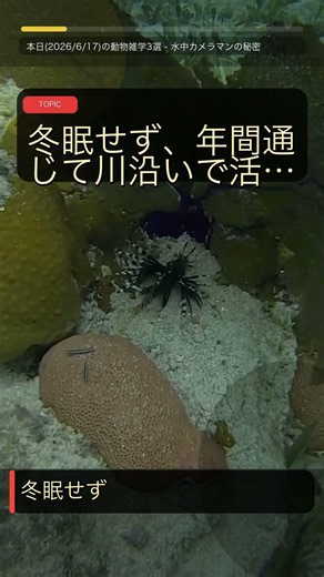 カワセミの水中カメラマン技🌊知ると驚き！