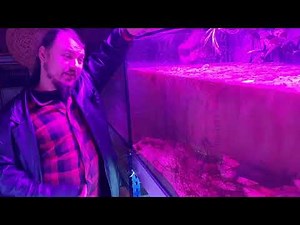 Dekoideen für das Aquarium. Tipps zur Dekoration für Fische und Pflanzen.