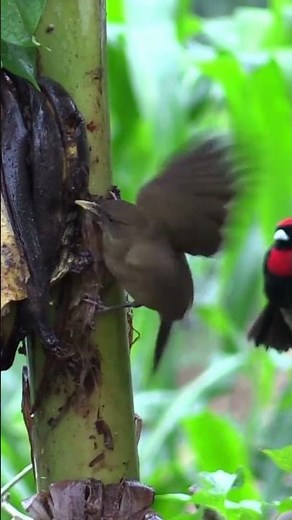 Birds of Brazil - Documentary #birds #birdwatching #aves
