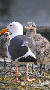 Mother Seagull Feeds Her Hungry Chicks! 🐦🌊 #SeagullFamily #wildlifemoments A mother seagull diligently feeds her three hungry chicks, tirelessly scouring the shore for fish and small marine creatures. She brings back food to her nest, nestled in a quiet spot, and carefully ensures each chick is fed. The chicks, fluffy and energetic, eagerly peck at the food she offers, showcasing the nurturing nature of seabirds. Seagulls are highly protective parents, often seen hovering near their nests to k