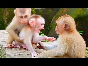 Amazing! Baby Monkey, Animal Planet, Monkey Wild, Nature Animal BBC Earth Nat Geo Wild