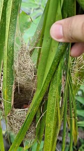 Rồi là con chim gì #chimcanh #ca #xuhuong #dattv | Đạt Tv