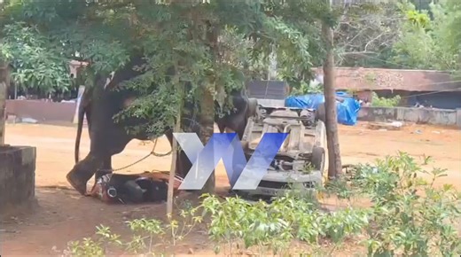 Elephant Rampage in Keralam Claims Life of Truck Driver, Injures Mahout​Angamaly, KeralamA festive atmosphere turned into a scene of chaos and tragedy near the Kidangoor Mahavishnu Temple in #Angamaly area of #Keralam on Friday after a captive #elephant went on a violent rampage, leaving one man dead and another seriously injured.​ The deceased has been identified as 40 year old Vishnu, a native of Kollam. Vishnu was the driver of the truck that had transported the elephant to the region. Accord