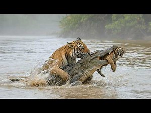 90 Craziest Animal Battle Caught On Camera 2026
