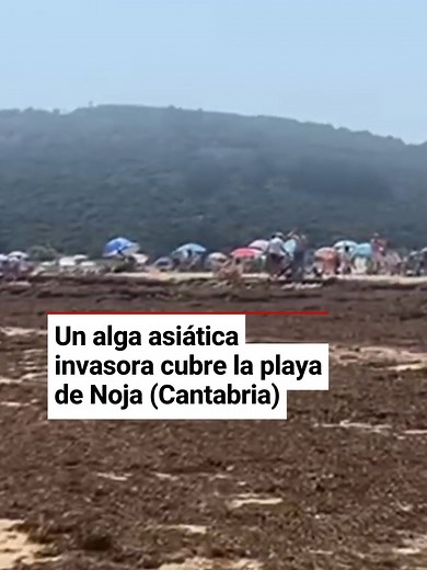Alga Invasora en la Playa de Noja, Cantabria