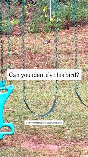 It’s a Northern Flicker! Even though they are woodpeckers, they commonly forage on the ground for ants. Bonus fact. In the Eastern US the underside of their wings is bright yellow. In the Western US it’s a red orange color. . . . . . #northernflicker #naturalpestcontrol #birdwatching #backyardbirding #nativebirds #alabamahomestead #homesteadersofalabama | The Apartmentsteader Gets Land