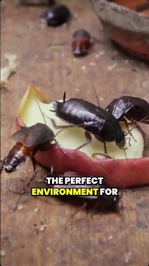 What Attracts Cockroaches to Restaurants?