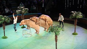 Hippos perform tricks at controversial circus in Siberia