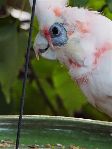 Blue-Eyed Corella Close-Up | Calm Feeding Moment