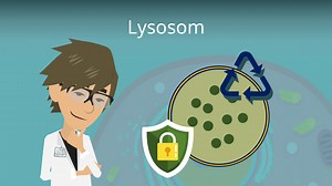 Lysosom Funktion