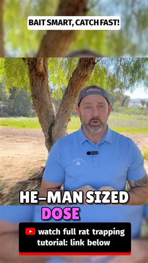 Don’t Make This Rat Trapping Mistake! 🐀#RatControl #RatTrapping #RodentControl
