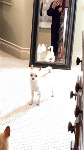 This is why we keep pups that come to us together when it's time for adoption. Do you all remember Tiny Paws Olaf and Cheddar...They are living a spoiled forever life together ❤️❤️❤️❤️ | Tiny Paws Rescue