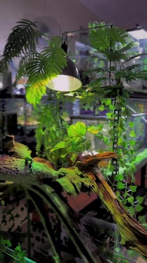 RS Aquatic on TikTok