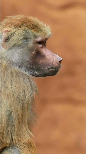 Baboons: The World's Strongest Strikers! #Baboons #Primates #Wildlife #GreatApes #AnimalFacts