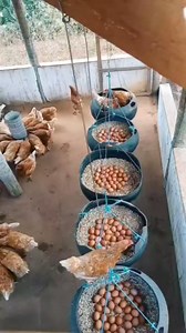 8.7K views · 140 reactions | When hard work pays off in hundreds of eggs! #agribusinesstalk #farming | Agribusiness Media | Facebook