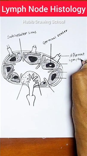 How to draw lymph node #shorts #lymphnodediagram #lymphnodes