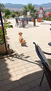 Time for a w-a-l-k! 🐕🥰🚶‍➡️ | Try Not to Laugh